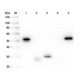 Anti-RABBIT IgG (H&L) (MOUSE) Antibody Fluorescein Conjugated (Min X Hu, Gt, Ms Serum Proteins), 1mg, Lyophilized