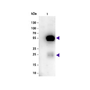 Anti-RABBIT IgG (H&L) (SHEEP) Antibody Peroxidase Conjugated, 2mg, Lyophilized