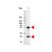 Anti-MOUSE IgG (H&L) (RABBIT) Antibody Alkaline Phosphatase Conjugated (Min X Human Serum Proteins), 1mg, Liquid (sterile filtered)