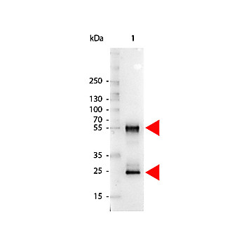 Anti-MOUSE IgG (H&L) (RABBIT) Antibody Alkaline Phosphatase Conjugated (Min X Human Serum Proteins), 1mg, Liquid (sterile filtered)