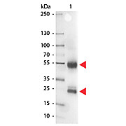 Anti-SWINE IgG (H&L) (RABBIT) Antibody Alkaline Phosphatase Conjugated, 1mg, Liquid (sterile filtered)