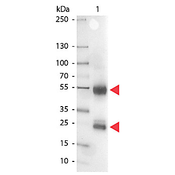 Anti-SWINE IgG (H&L) (RABBIT) Antibody Alkaline Phosphatase Conjugated, 1mg, Liquid (sterile filtered)