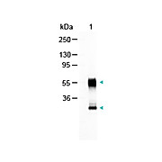 Anti-MOUSE IgG (H&L) (GOAT) Antibody Alkaline Phosphatase Conjugated, 1mg, Liquid (sterile filtered)