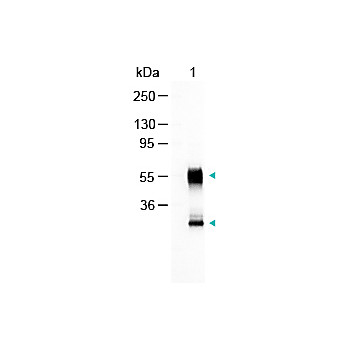 Anti-MOUSE IgG (H&L) (GOAT) Antibody Alkaline Phosphatase Conjugated, 1mg, Liquid (sterile filtered)