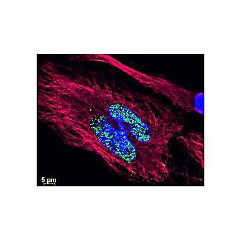 Anti-MOUSE IgG (H&L) (DONKEY) Antibody DyLight™ 488 Conjugated, 100µg, Lyophilized