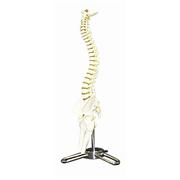 Human Spinal Models