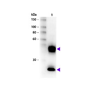 Anti-MOUSE IgG (H&L) (DONKEY) Antibody Biotin Conjugated (Min X Bv Ch Gt GP Ham Hs Hu Rb Rt & Sh Serum Proteins), 1mg, Lyophilized