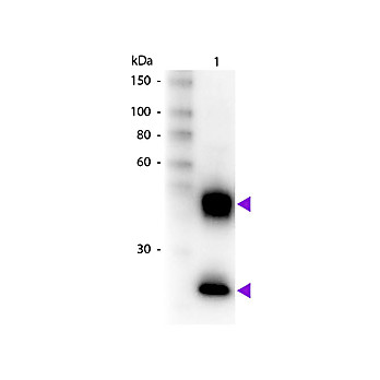 Anti-MOUSE IgG (H&L) (DONKEY) Antibody Biotin Conjugated (Min X Bv Ch Gt GP Ham Hs Hu Rb Rt & Sh Serum Proteins), 1mg, Lyophilized
