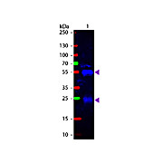 Anti-RABBIT IgG (H&L) (GOAT) Antibody Fluorescein Conjugated (Min X Human Serum Proteins), 2mg, Lyophilized