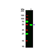 Anti-RABBIT IgG (H&L) (CHICKEN) Antibody Rhodamine Conjugated, 1mg, Lyophilized
