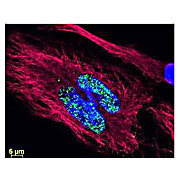 Anti-RABBIT IgG (H&L) (GOAT) Antibody DyLight™ 488 Conjugated (Min X Bv Ch Gt GP Ham Hs Hu Ms Rt & Sh Serum Proteins), 100µg, Lyophilized