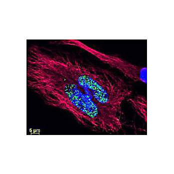 Anti-RABBIT IgG (H&L) (GOAT) Antibody DyLight™ 488 Conjugated (Min X Bv Ch Gt GP Ham Hs Hu Ms Rt & Sh Serum Proteins), 100µg, Lyophilized