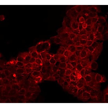 Anti-MOUSE IgG (H&L) (GOAT) Antibody DyLight™ 549 Conjugated (Min X Bv Ch Gt GP Ham Hs Hu Rb Rt & Sh Serum Proteins), 100µg, Lyophilized