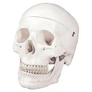 Human Skull Models