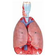 Human Respiratory System Models