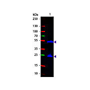 Anti-RAT IgG (H&L) (GOAT) Antibody Fluorescein Conjugated, 2mg, Lyophilized
