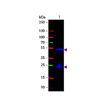 Anti-RAT IgG (H&L) (GOAT) Antibody Fluorescein Conjugated, 2mg, Lyophilized