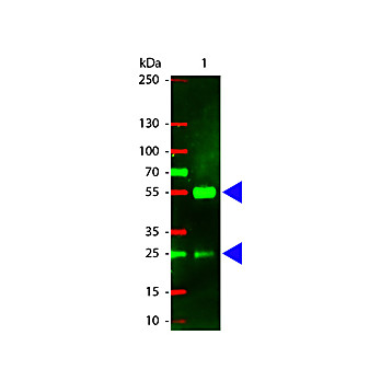 Anti-SWINE IgG (H&L) (RABBIT) Antibody Texas Red™ Conjugated, 2mg, Lyophilized