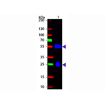 Anti-MOUSE IgG (H&L) (DONKEY) Antibody Fluorescein Conjugated, 2mg, Lyophilized