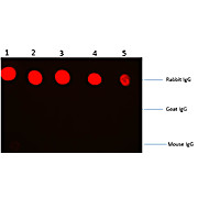 F(ab')2 Anti-RABBIT IgG [H&L] (GOAT) Antibody Phycoerythrin conjugated, 500µg, Lyophilized