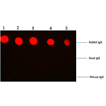 F(ab')2 Anti-RABBIT IgG [H&L] (GOAT) Antibody Phycoerythrin conjugated, 500µg, Lyophilized