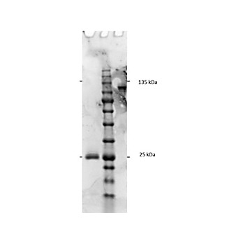 F(ab')2 Anti-RAT IgG F(c) (GOAT) Antibody Min X Bv Hs & Hu Serum Proteins, 1mg, Liquid (sterile filtered)