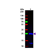 F(ab')2 Anti-HUMAN IgG F(ab')2 (GOAT) Antibody Fluorescein Conjugated Min X Bv Hs Ms & Rt Serum Proteins, 1mg, Lyophilized