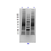 Mouse Brain, adult, Whole Cell Lysate, 500µg, Liquid (sterile filtered)