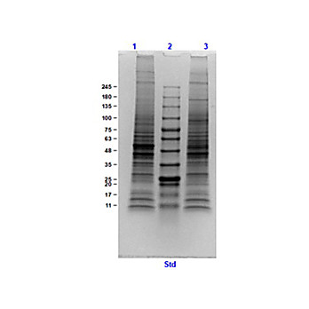 Mouse Brain, adult, Whole Cell Lysate, 500µg, Liquid (sterile filtered)