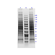 HeLa Whole Cell Lysate 500µg