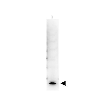 STREPTAVIDIN PEROXIDASE Conjugated, 1mg, Lyophilized