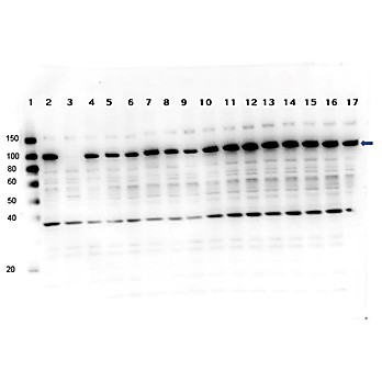 PARP1 (internal) Antibody Combo Pack, 1Pack, Liquid (sterile filtered)