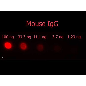 F(ab')2 Anti-MOUSE IgG [H&L] (DONKEY) Antibody Phycoerythrin conjugated Min X Bv Ch Gt GP Ham Hs Hu Rb Rt & Sh Serum Proteins, 500µg, Lyophilized