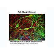 Anti-Alpha Internexin (Mouse) Antibody, 100µL, Liquid