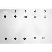 TMB MEMBRANE PEROXIDASE SUBSTRATE. READY-TO-USE, 1L, Liquid - clear