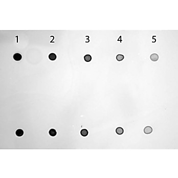 TMB MEMBRANE PEROXIDASE SUBSTRATE. READY-TO-USE, 1L, Liquid - clear