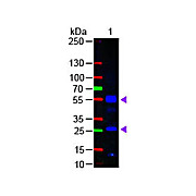 Fab Anti-HUMAN IgG (H&L) (GOAT) Antibody Fluorescein Conjugated, 1mg, Lyophilized