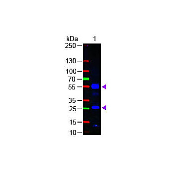Fab Anti-HUMAN IgG (H&L) (GOAT) Antibody Fluorescein Conjugated, 1mg, Lyophilized