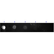 F(ab')2 Anti-RABBIT IgG F(c) (GOAT) Antibody Texas Red™ Conjugated, 1mg, Lyophilized