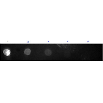 F(ab')2 Anti-RABBIT IgG F(c) (GOAT) Antibody Texas Red™ Conjugated, 1mg, Lyophilized