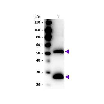 F(ab')2 Anti-MOUSE IgG (H&L) (GOAT) Antibody Peroxidase Conjugated, 500µg, Lyophilized