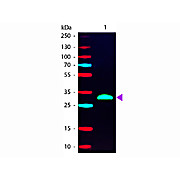 F(ab')2 Anti-HUMAN IgG F(c) (GOAT) Antibody Phycoerythrin conjugated Min X Bv Hs Ms & Rt Serum Proteins, 500µg, Lyophilized