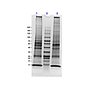Mouse Lung, Adult, Whole Cell Lysate, 500µg, Liquid (sterile filtered)