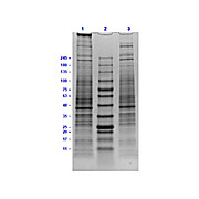 U-138 MG Whole Cell Lysate, 500µg, Liquid (sterile filtered)