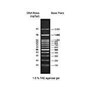 Diamond Ready-to-Use DNA Ladder 100-3000bp, 500µL, Liquid (in 1x Loading Buffer)