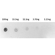 BIOTIN ALKALINE PHOSPHATASE Conjugated, 1mg, Liquid (sterile filtered)