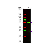F(ab')2 Anti-GOLDEN SYRIAN HAMSTER IgG (H&L) (RABBIT) Antibody Texas Red™ Conjugated, 500µL, Lyophilized
