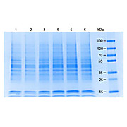 Raji Whole Cell Lysate 500µg
