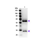 Fab Anti-MOUSE IgG (H&L) (GOAT) Antibody Peroxidase Conjugated, 1mg, Lyophilized