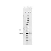 Fab Anti-MOUSE IgG (H&L) (GOAT) Antibody, 1mg, Liquid (sterile filtered)